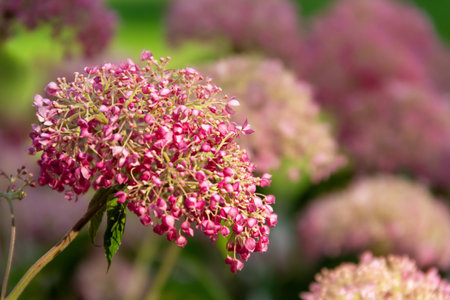 Close-up of a pink Hydrangea flower in full bloom with delicate soft pink petals and deep pink stamen on blurred background. Perfect for print, web, and advertising.の写真素材