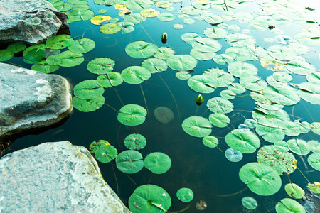 A tranquil pond features floating lily pads and small stones bordering the water. The scene is peaceful and inviting, showcasing the beauty of nature under clear daylight.の写真素材