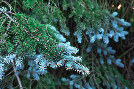 Colorful coniferous branches display a mix of deep green and soft blue hues, nestled among lush foliage. This serene arrangement occurs in a woodland area, highlighting natural beauty and diversity.の写真素材
