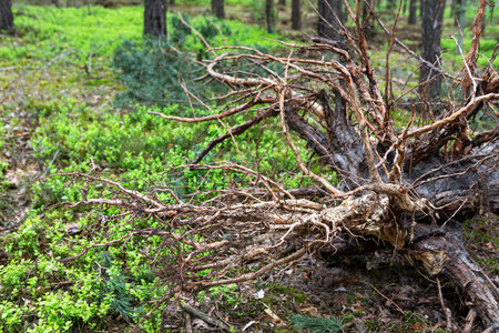 A large uprooted tree lies on the forest floor, showcasing its tangled roots against vibrant green undergrowth. Sunlight filters through the trees, highlighting the peaceful atmosphere.の写真素材