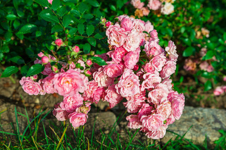 A close-up of delicate pink roses in full bloom with soft, light pink hues. The lush green foliage provides a perfect backdrop for the roses, creating a vibrant and elegant garden scene.の写真素材