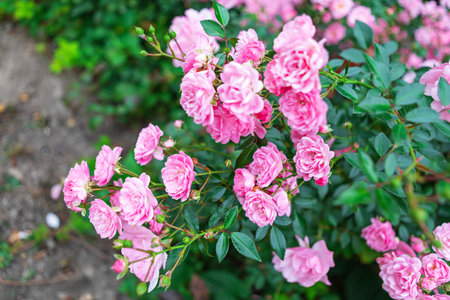 A stunning stock photo of a pink rose bush in full bloom, with delicate petals shimmering in sunlight, surrounded by lush green foliage.の写真素材