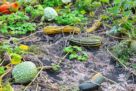Squash and melons rest on the ground in a vegetable garden as vines and leaves show signs of...