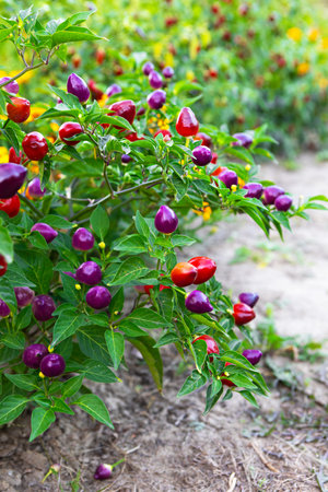 Colorful chili pepper plants flourish in a garden, displaying a rich array of red, purple, and...