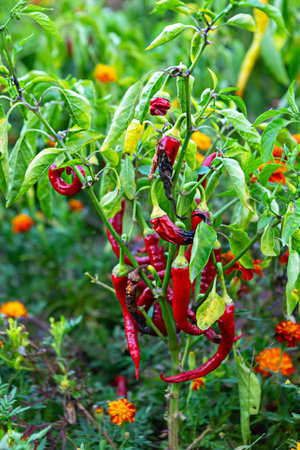 Red chili peppers hang from green plants surrounded by colorful marigolds, showing a thriving garden...