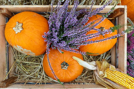 Rustic wooden box filled with pumpkins and corn on straw, perfect for Thanksgiving or Halloween. The natural straw background adds warmth and charm to the seasonal display.の写真素材