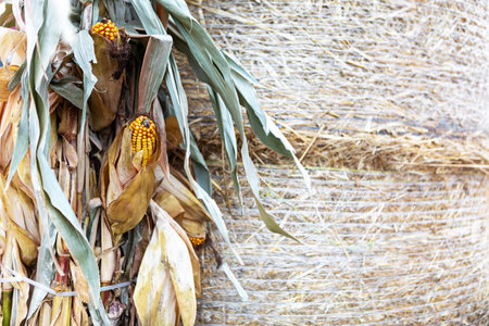 A close-up image of dried corns hanging on the side of a round hay bale. The corns are yellow and...