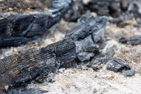 The remains of ancient trees are visible in a dry and rocky area. The fossilized wood displays detailed textures, revealing the history of the environment.の写真素材