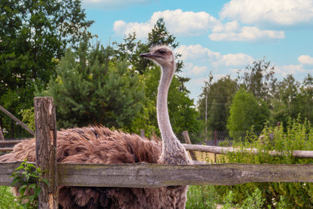 A large ostrich is seen next to a rustic wooden fence in a lush green field. The scene is set during...