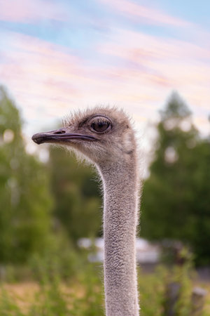 A curious ostrich poses at the edge of a lush green area. The bird stands tall, showcasing its long neck and features. The early evening light creates a serene atmosphere around it.の写真素材