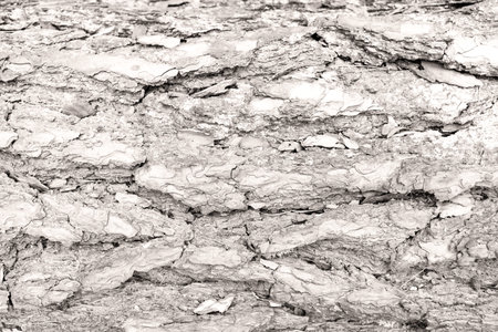 Close-up of rugged tree bark, showcasing natural textures and patterns. Fallen leaves rest on the...