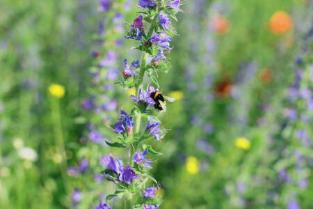 A large fluffy bumblebee collects nectar on a blue flowerの写真素材