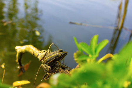 a green frog sits on a branch in the background of a river.