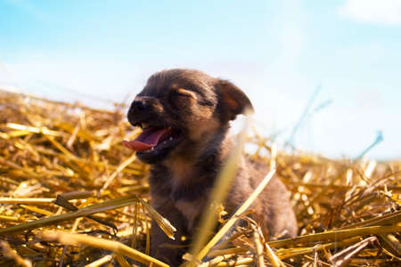 A small brown puppy walks on a wheat field.の写真素材