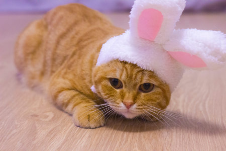 A red kind cat in the ears of a bunny or rabbit lies on the floor. New Year 2023. Big ears