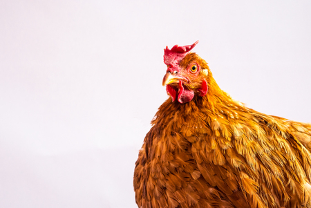 Red chicken with  her egg.の写真素材