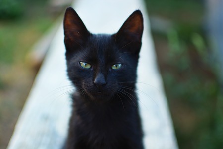 Front view of black little cat with green eyes looking at camera. Standing outdoors.の写真素材