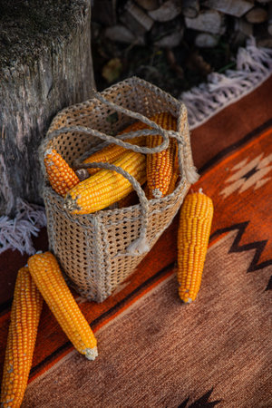 View of straw bag full of orange cob corns on ethnic carpet near firewoods. Many yellow maize after...