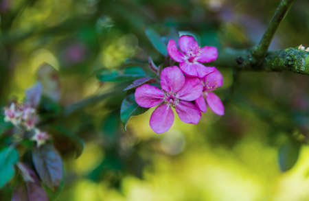 Pink flowers of blossom apple tree in spring time.の写真素材