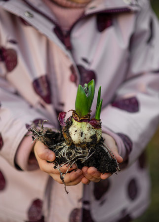 Baby kid hands holding young plant with ground.