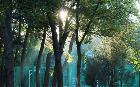 Dawn among the treesの写真素材