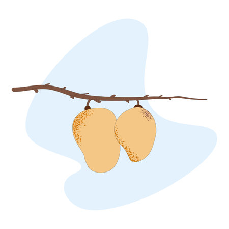 Mango fruit on a branch without leaves. Vector illustration in flat styleのイラスト素材