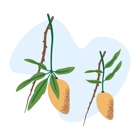 Mango fruit on a branch with leaves. Vector illustration in flat styleのイラスト素材