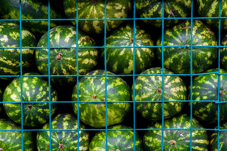 Background of green watermelons in cageの写真素材