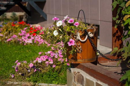 Brightly colored Petunia flowers in a wooden bucket on the wellの写真素材