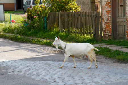 Goat walking along a road in villageの写真素材