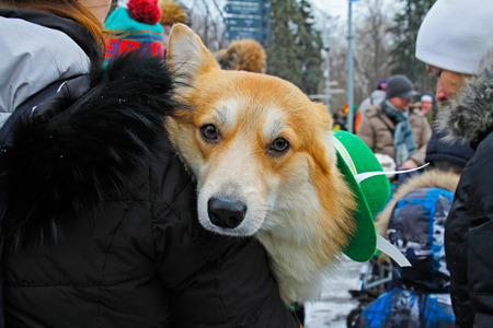 Moscow, Russia - March 19, 2016: Welsh Corgi at the St. Patrick's Day Parade in the park Sokolniki in Moscowのeditorial素材