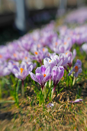 Beautiful purple crocuses on a bright spring grass. Photo taken with Lensbabyの写真素材