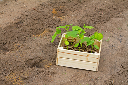 Wooden box with small cucumber's sprouts ready for seeding on the earth.の写真素材