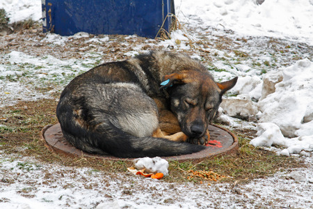 Sleeping stray dog with a clip in the ear (translated from the Russian "Vaccinated")の写真素材
