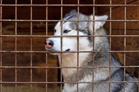 Sad husky dog locked in a cage in breeding kennelの写真素材