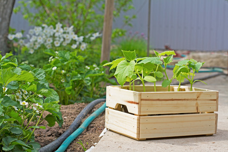 Wooden box with small cucumber's sprouts ready for planting on the ground stands next to the strawberries and hoses in the gardenの写真素材