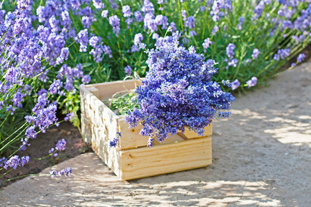 Bouquets of lavender in wooden box in the gardenの写真素材