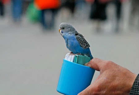 A budgerigar fortune-teller sits on a blue plastic cup with cards, which then read to reveal your...