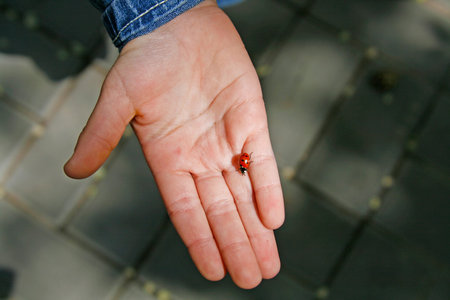 Red ladybug on a child hand close-up