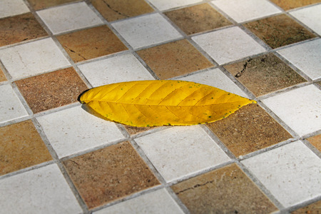 Autumn yellow leaf on the chess boardの写真素材
