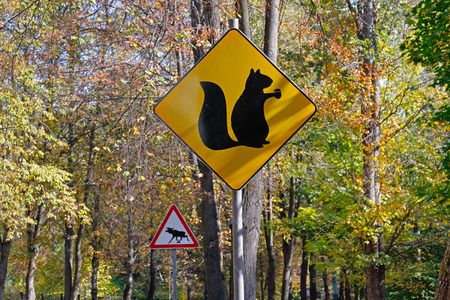 Yellow sign with a picture of squirrel with nut and warning signの写真素材