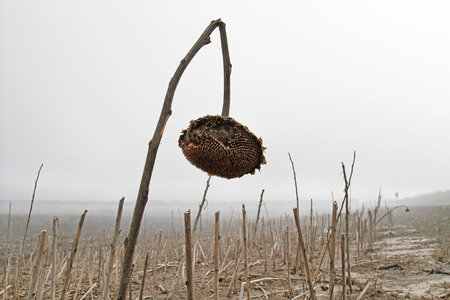 An old sunflower on foggy autumn fieldの写真素材