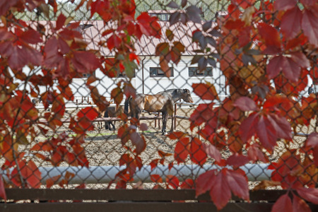 Horses stand near the fences in the arena (view through a mesh fence with autumn leaves of a girlish grapes)の写真素材