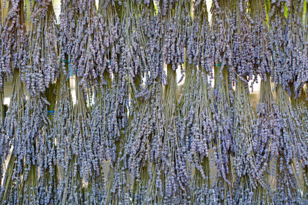 Background of hanging dried bunches of lavender flowersの写真素材