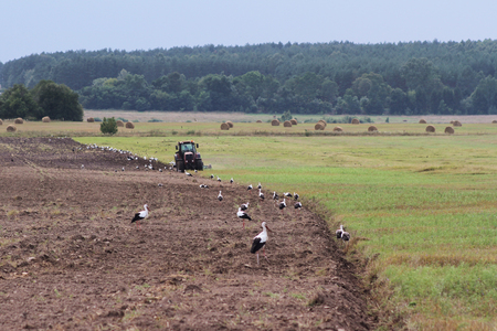 Storks walking on the mowed field during harvesting.の写真素材