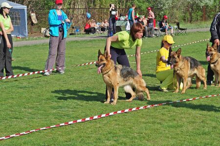 Volzhsky (Volgograd region), Russia - May 02, 2009: German shepherd dogs and their owners at the dog's exhibition in Volzhskyのeditorial素材