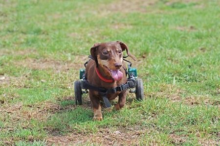 Dachshund in a wheelchair walking on the green grassの写真素材
