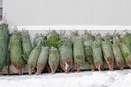 Christmas trees packed in a protective mesh for sale at the Christmas fairの写真素材