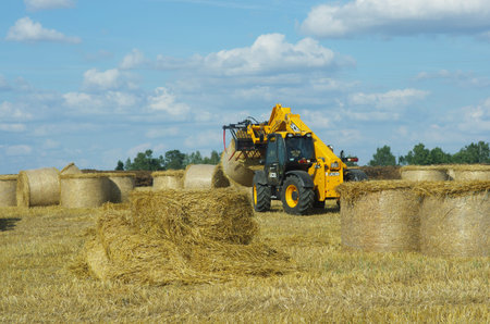 Belarus - August 12, 2013: Tractor-manipulator carries hays at field in Belarus