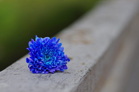 A blue chrysanthemum lying on the railing of a metal fenceの写真素材